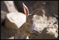 CRW_8284 Smiling Jackrabbit